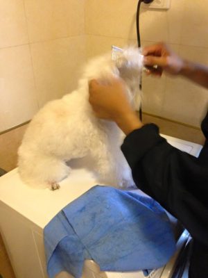 13239401_484642351744229_6488301311535609229_n