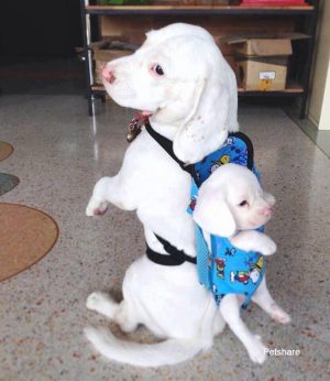 13239870_1107959582602071_5364694027475657834_n (1)