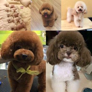 13322085_641785339307282_5486421623537664567_n