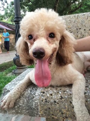 13599512_503826206492510_1895764761_n