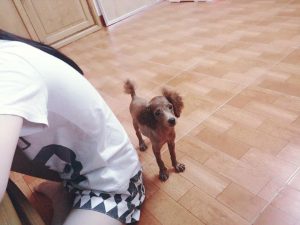 13617984_503826179825846_759863939_n