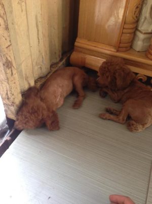 13624829_503826189825845_922848290_n