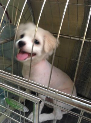 13643825_503826593159138_1065132752_n