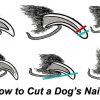 Dogs-nails-FEATURE-IMAGE