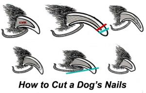 Dogs-nails-FEATURE-IMAGE