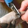 dognail