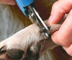 dognail